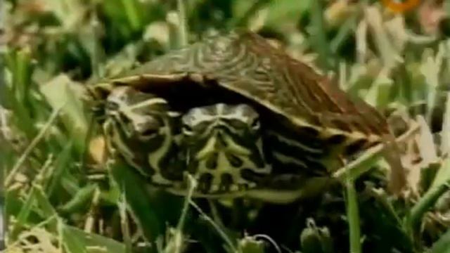 Мутация человечества.Шокирующая статистика.Фантастические истории смотреть онлайн