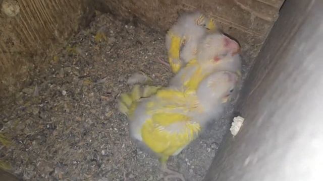 Какарик новозеландский жёлтый смотреть онлайн