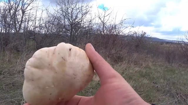 Весенний сбор грибов 2023, меланолеука и рядовка лиловоногая. Грибы Крыма 2023 грибы в апреле смотреть онлайн