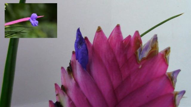 Cómo Cuidar Una Tillandsia O Clavel Del Aire (Tillandsia Cyanea)