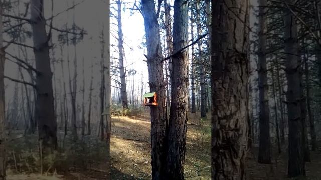 Ноябрь в лесу! смотреть онлайн
