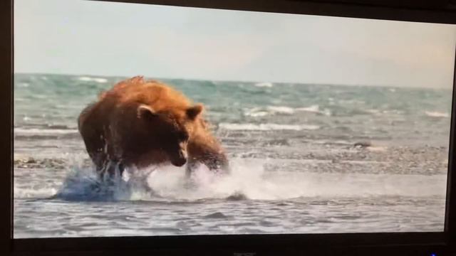 Disneynature bears 2014: chinook vs Magness!￼ смотреть онлайн