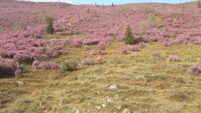 Цветущий багульник смотреть онлайн