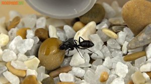 Муравьиная ферма