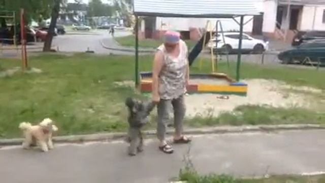 Пудель Виля ходит на задних лапках