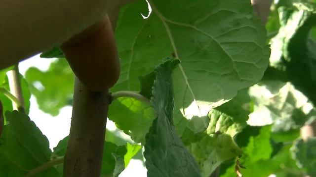 Подходящее время для обрезки волчков (жирующих побегов). смотреть онлайн