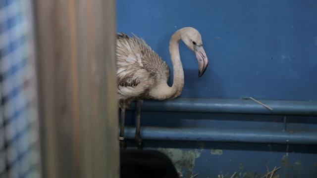 Прилетевший в Нижегородскую область фламинго доставлен в зоопарк "Лимпопо" смотреть онлайн