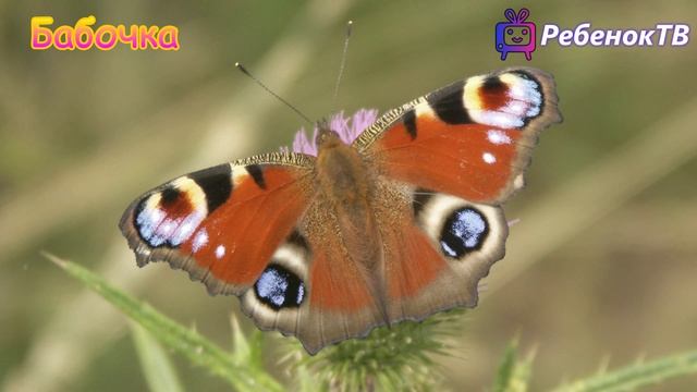 Названия насекомых (как выглядят насекомые) видео для детей смотреть онлайн