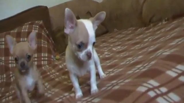 чихуахуа девочки смотреть онлайн