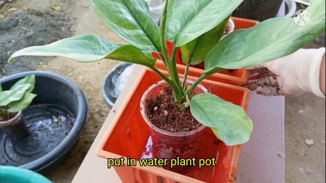 Easy to propagation Aglaonema plant смотреть онлайн