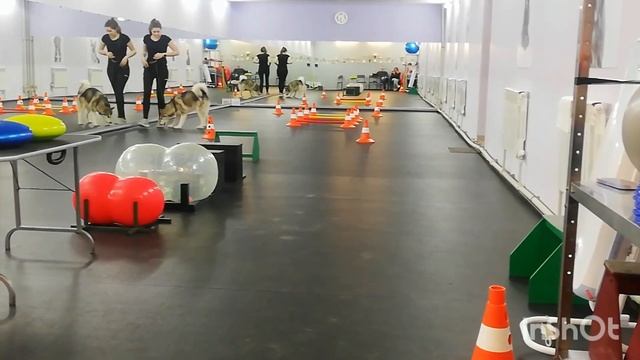 Готовимся к выставке собак. Маламут готовится к выставке. Тренировка маламута