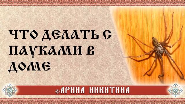 Что делать с пауками в доме | Приметы паук в доме | Если в доме паук | Арина Никитина смотреть онлайн