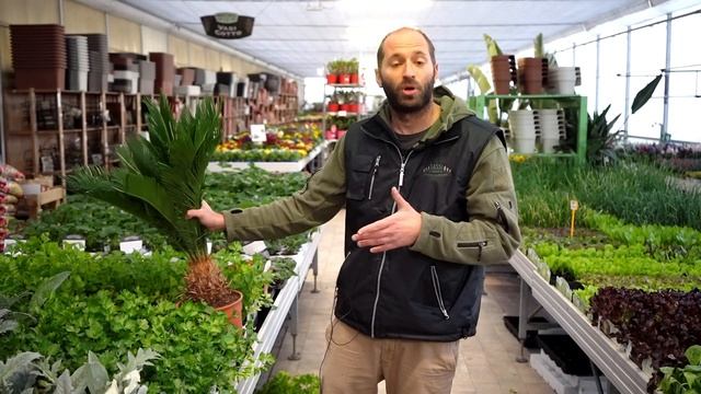 Cycas Revoluta: come si cura e si coltiva in giardino ed in casa la palma nana più amata смотреть онлайн