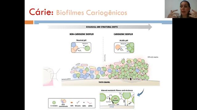 Aula Micro Oral - Biofilmes e cárie - Parte final смотреть онлайн