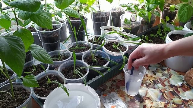 Подкормка ЯНТАРНОЙ КИСЛОТОЙ отстающей рассады и не только.