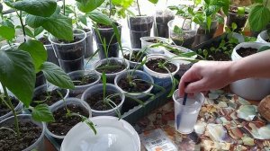 Подкормка ЯНТАРНОЙ КИСЛОТОЙ отстающей рассады и не только.