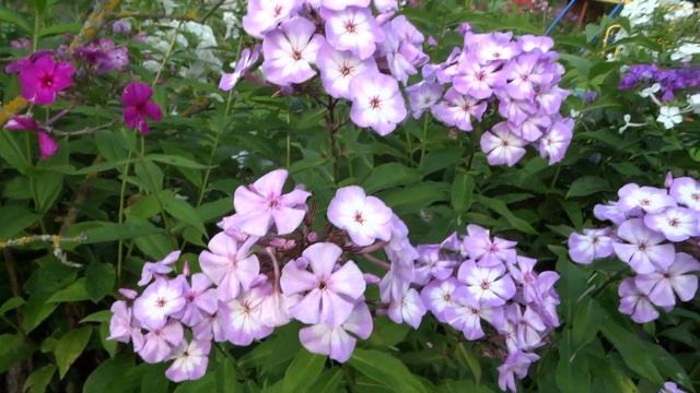 Флокс метельчатый Пинк Леди (Pink Lady) - автор неизвестен смотреть онлайн