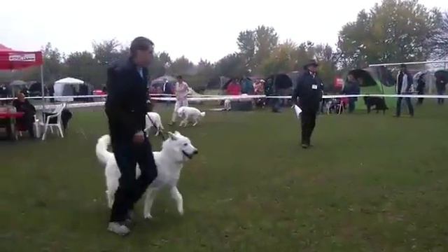 CAC Makó - White Swiss Shepherds