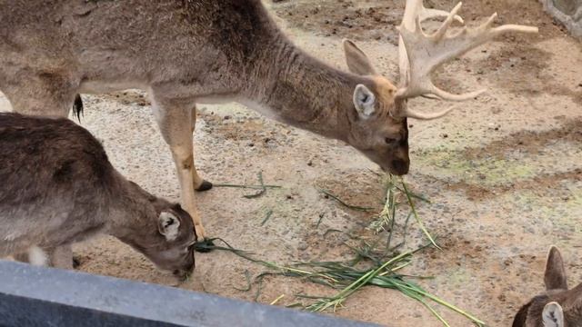 Милахи лани оценили зелень в зимнюю пору! Тайган смотреть онлайн