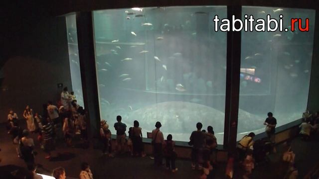 Океанариум Касай Ринкай (Токио) смотреть онлайн