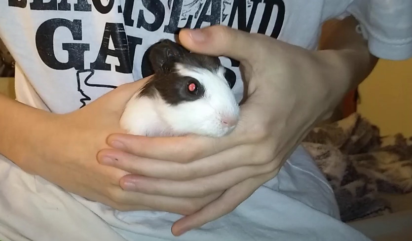 МОРСКАЯ СВИНКА НАША свинка подросла смотреть онлайн