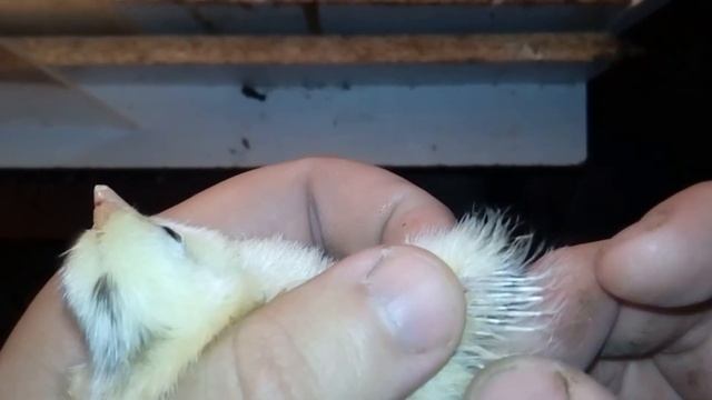 Как узнать курица или петух по суточнуму цыпленку смотреть онлайн