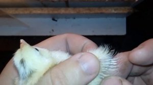 Как узнать курица или петух по суточнуму цыпленку