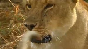 познавательная программа про львов для детей