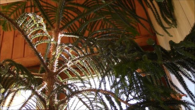 Араукария. Изменение в поведении араукарии! смотреть онлайн