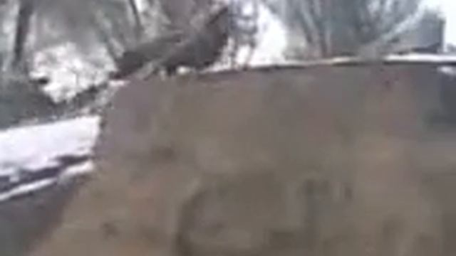 конь в санях смотреть онлайн