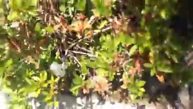 I Found 4 New Gardenia Blooms On Plants I Didn't Even Kno...