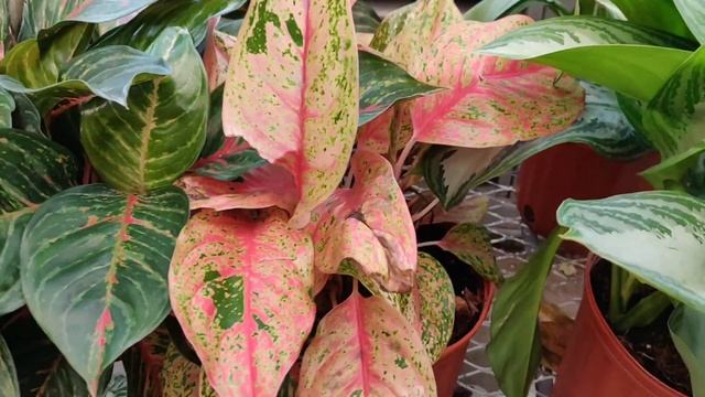 Birthday Plant Shopping With Me? || Kreatyve Gardenista смотреть онлайн