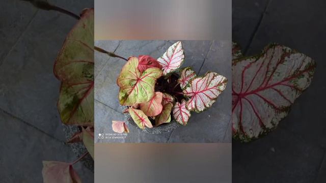 Caladium Autumn Beauty