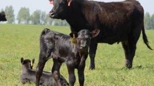Разведение породы Блэк Ангус в домашнем хозяйстве | КРС | Быки Блэк Ангус