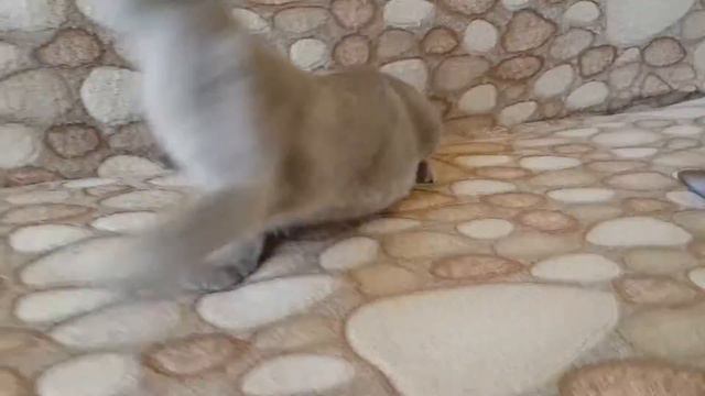бурменыш голубого окраса ♡♡♡ смотреть онлайн