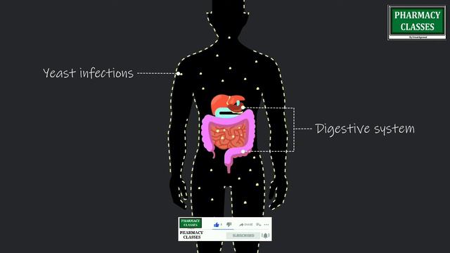 The bacteria, Bacteria in digestion, Digestion by Bacteria, important bacteria use by human body смотреть онлайн