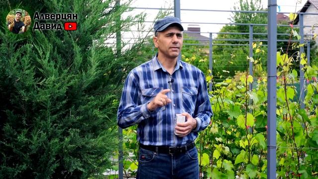 Почему желтеют листья на винограднике? - Хлороз! ? смотреть онлайн