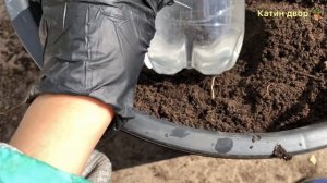 Огурцы в ведре - Супер способ выращивания огурцов #огород