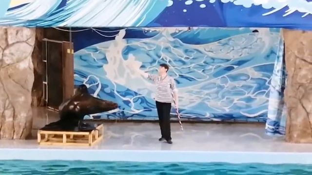 Сон цвета лета, онлайн представление дельфинария "Лазаревский" смотреть онлайн