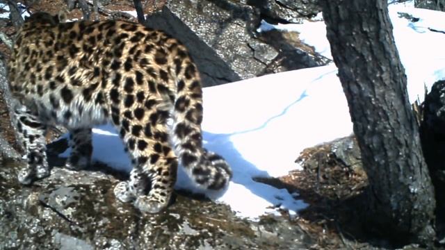 Летние леопарды в Приморье смотреть онлайн