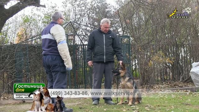 Собака для охраны, простая дрессировка нормального щенка овчарки смотреть онлайн