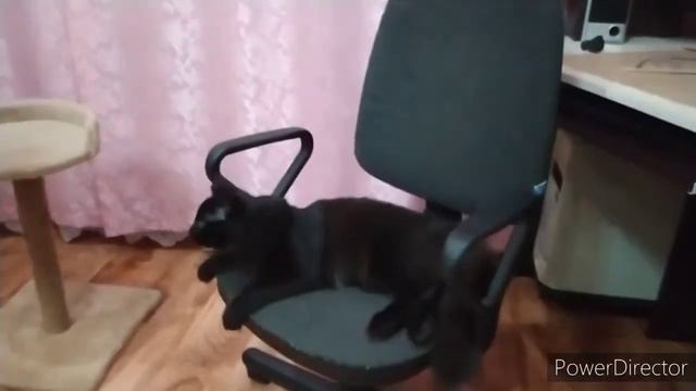 Котенок и воздушные шары. смотреть онлайн