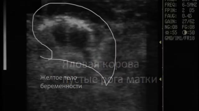 Гинекологические болезни коровы, здоровое состояние матки, мочевой пузырь животного снятые на УЗИ. смотреть онлайн