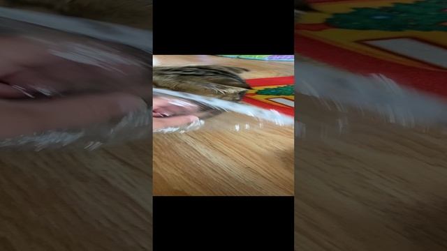 Мой файлик ? #geravna #любовь #приколы #кот #жизнь #дом #пушистик