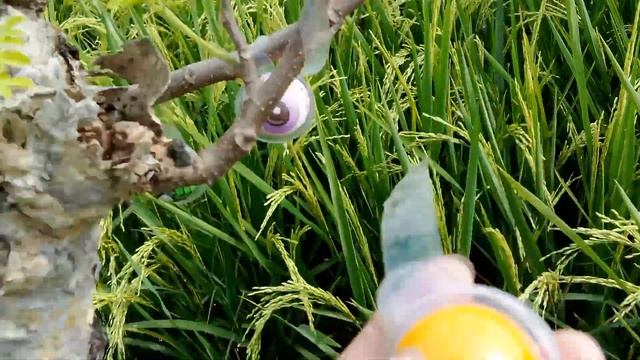 Hunting permen manis viral jelly Korea Permen bola mata viral permen yupi gummy pizza permen bumi смотреть онлайн