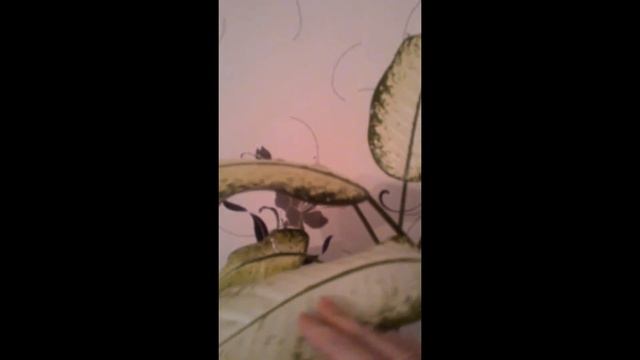 Канал обо всём. Цветы диффенбахия,адениум,и т.д. смотреть онлайн