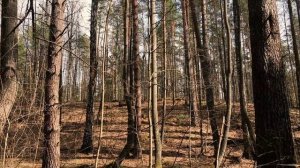 ВЕЛОПОЕЗДКА ПО БОЛОТАМ в Чувашии