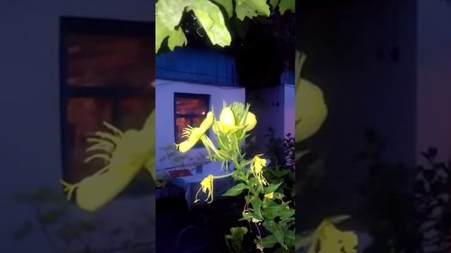 В ожидании раскрытия Энотеры- лунного цветка. смотреть онлайн