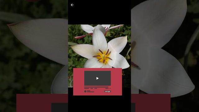 Tulip Peppermint  Stick Tulip Tulipa Linifolia Tulipa Saxatilis Tulip Little Beauty Like Subscriber