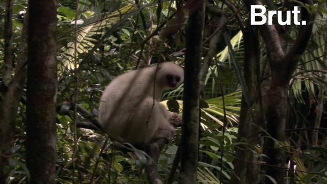 The Silky Sifaka, a Lemur in Critical Danger of Extinction смотреть онлайн